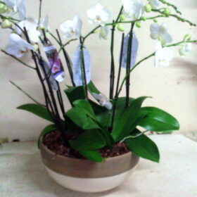 3 double stems Orchids in a ceramic pot