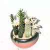 Cactus Arrangment