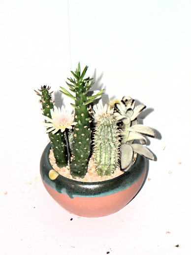 Cactus Arrangment