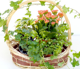 Mixed Plants Basket