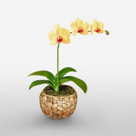 Yelow Orchide plant