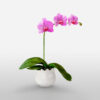 Purple Orchid plant-one steam