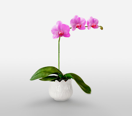 Purple Orchid plant-one steam