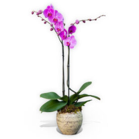 Purple Orchid plant 2 steams