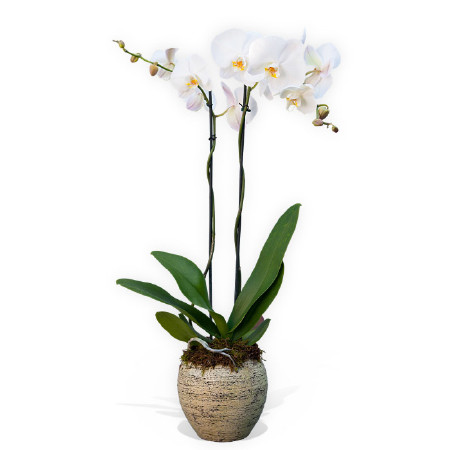 White Orchid plant two steams