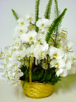 orchide basket